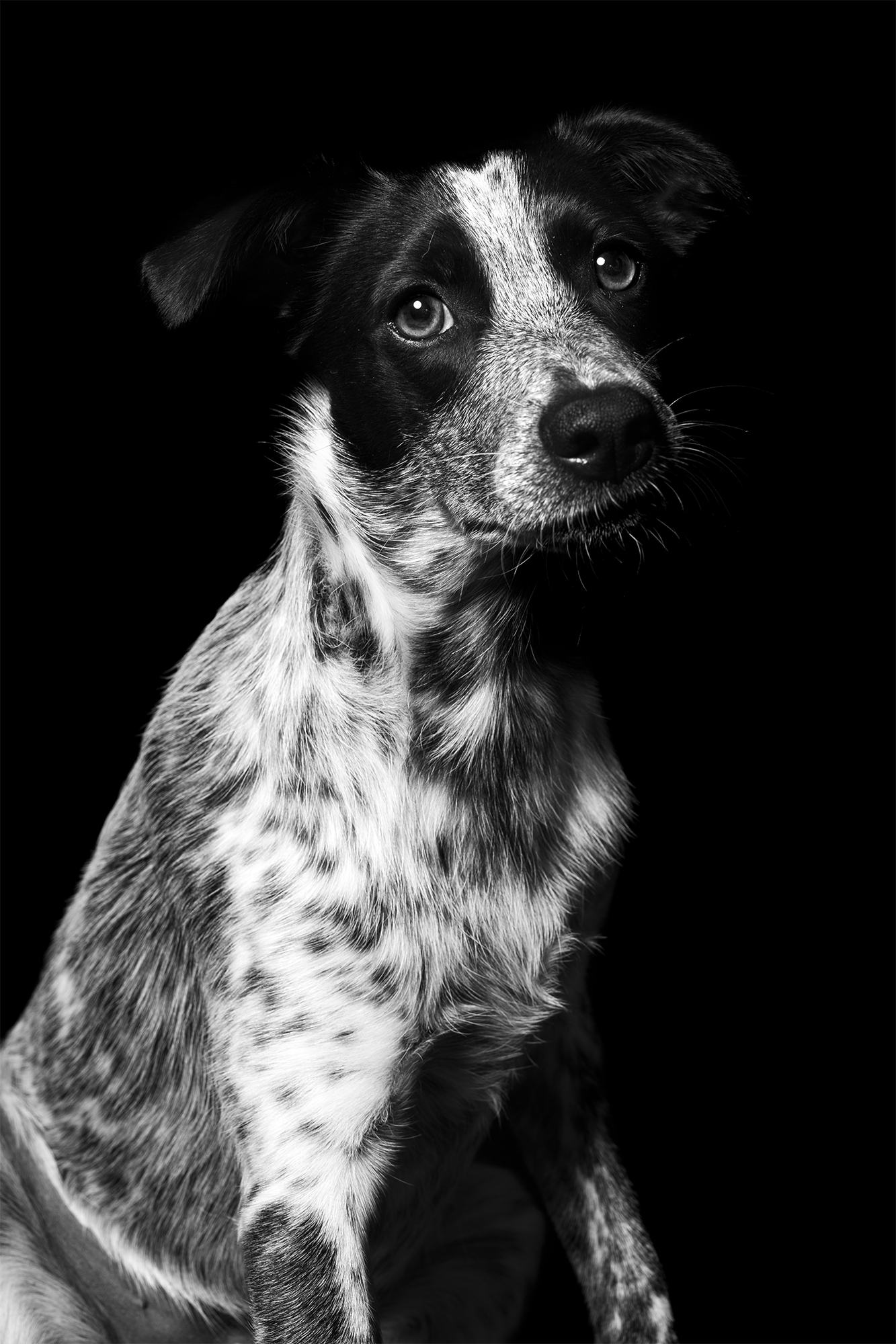 Amor animal