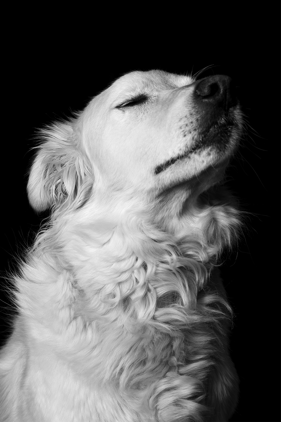 Amor animal