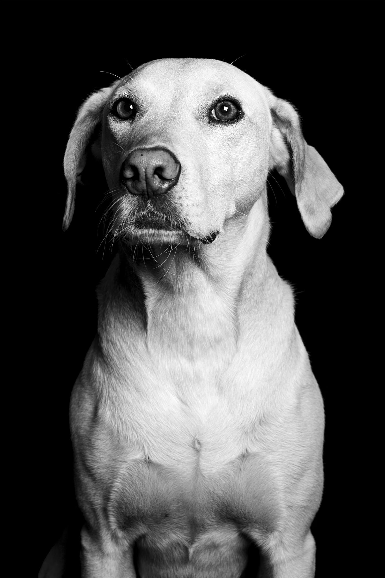 Amor animal