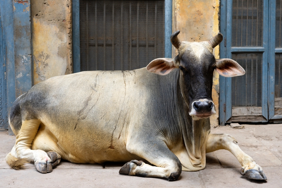 India