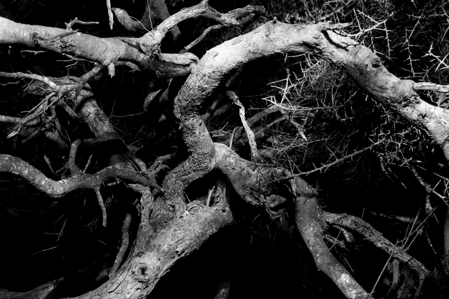 Nocturna