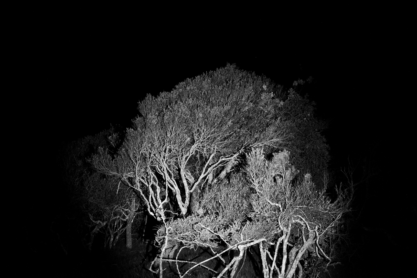 Nocturna